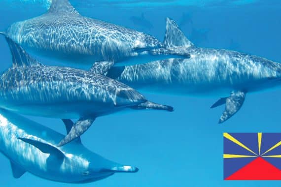 nager avec dauphin la Réunion