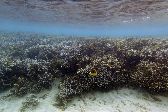 etude coraux rechauffement climatique