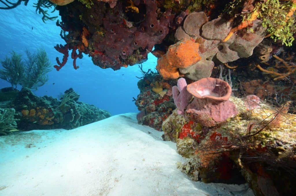 Photo sous-marine : cadrage horizontal récif