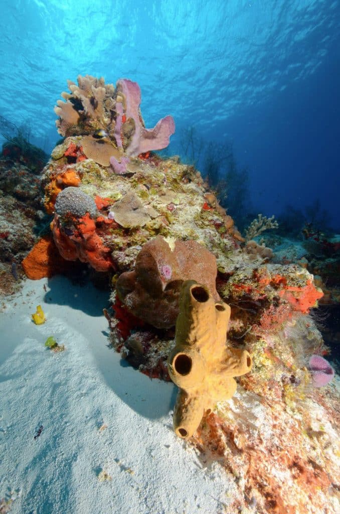 Photo sous-marine : cadrage vertical récif