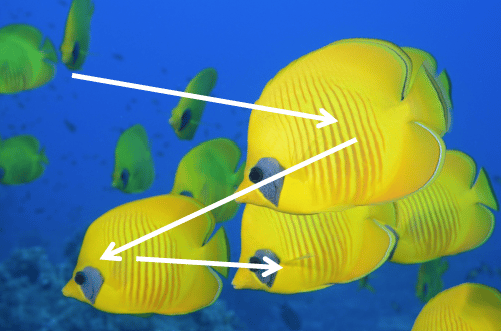 Sens de lecture photo sous-marine horizontale : poissons