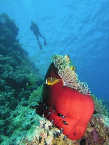 Photo sous-marine : plongeur et anémone