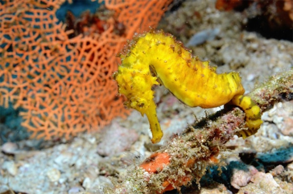 Photo hippocampe jaune