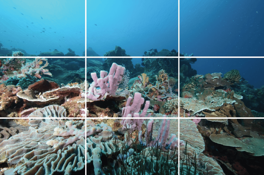 Régle des tiers photo sous-marine : récif