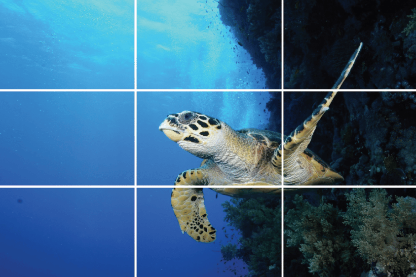 Régle des tiers photo sous-marine : tortue