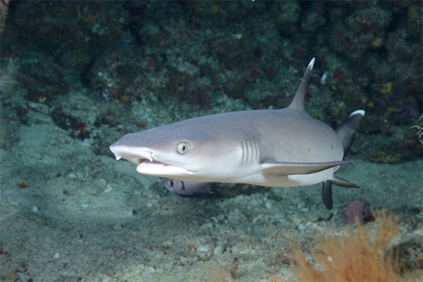 Photo requin