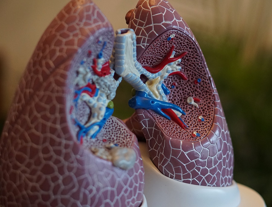 Représentation de poumons humains