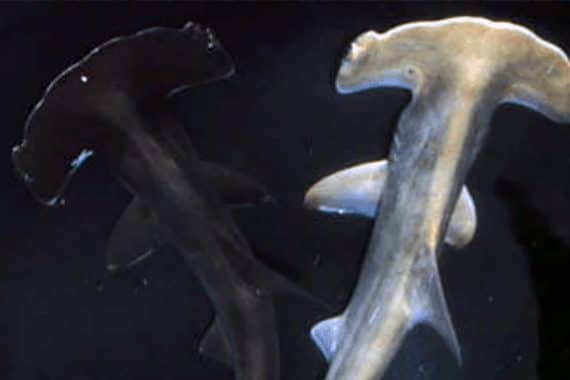 cover bronzage requins marteaux