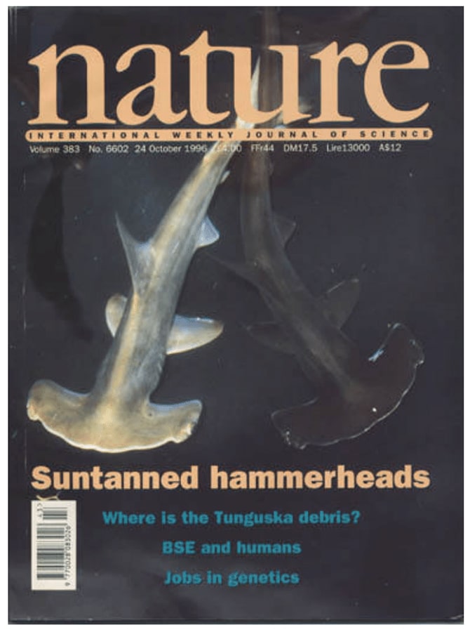 couverture nature requins marteaux bronzage